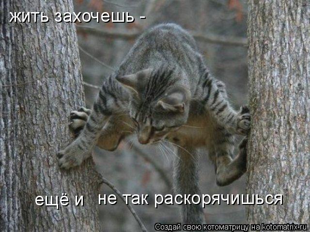 Котоматрица: жить захочешь -  не так раскорячишься ещё и