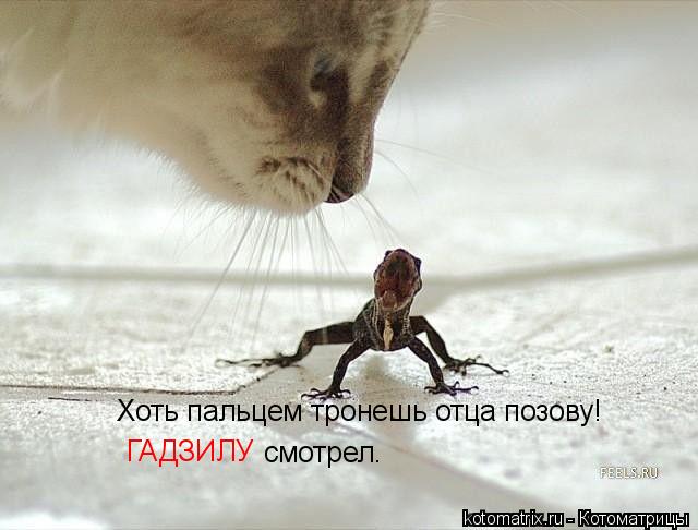 Котоматрица: Хоть пальцем тронешь отца позову! ГАДЗИЛУ смотрел.