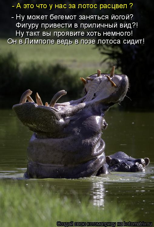 - Ну может бегемот заняться йогой? Фигуру привести в приличный вид?! Ну такт вы проявите хоть немного... Котоматрица: - Ну может бегемот заняться йогой? Фигуру привести в приличный вид?! Ну такт вы проявите хоть немного! Он в Лимпопе ведь в позе лотоса сидит! -