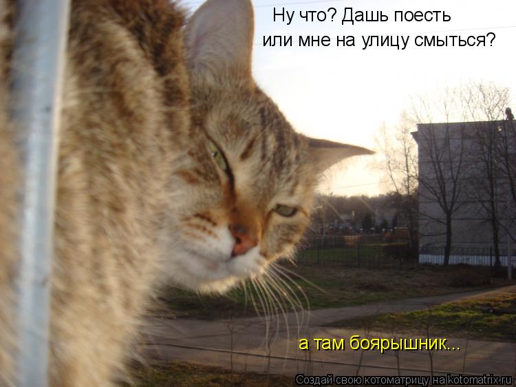 Котоматрица: Ну что? Дашь поесть или мне на улицу смыться? а там боярышник...