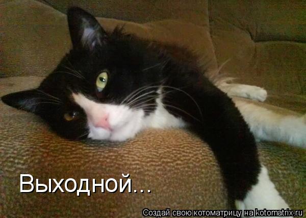 Котоматрица: Выходной...