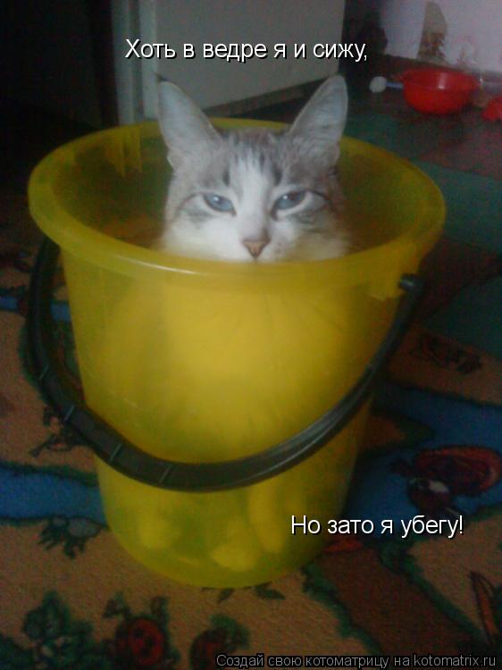 Хоть в ведре я и сижу, Но зато я убегу!... Котоматрица: Хоть в ведре я и сижу, Но зато я убегу!