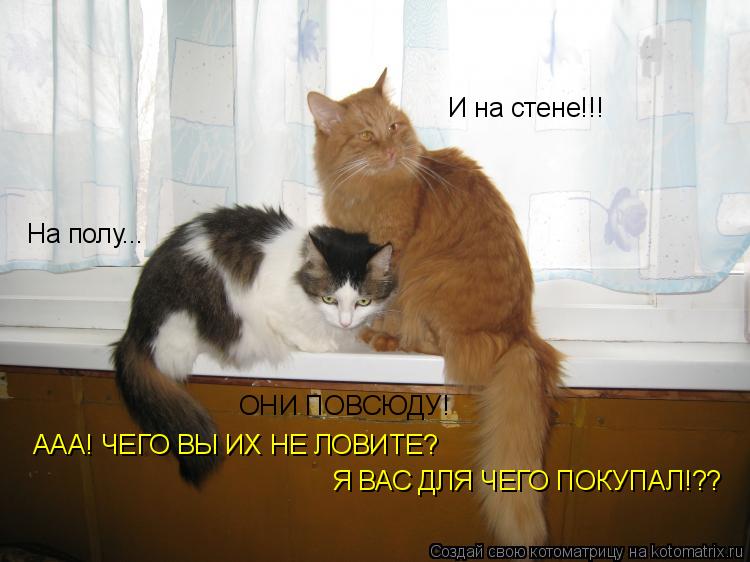 На полу... И на стене!!! ОНИ ПОВСЮДУ! ААА! ЧЕГО ВЫ ИХ НЕ ЛОВИТЕ? Я ВАС ДЛЯ ЧЕГО ПОКУПАЛ!??... Котоматрица: На полу... И на стене!!! ОНИ ПОВСЮДУ! ААА! ЧЕГО ВЫ ИХ НЕ ЛОВИТЕ? Я ВАС ДЛЯ ЧЕГО ПОКУПАЛ!??