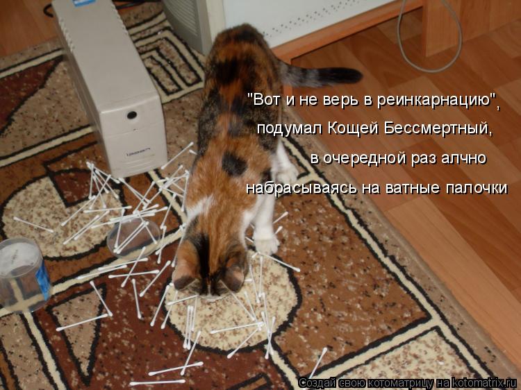 "Вот и не верь в реинкарнацию" подумал Кощей Бессмертный, в очередной раз алчно набрасываясь на ват... Котоматрица: "Вот и не верь в реинкарнацию" подумал Кощей Бессмертный, в очередной раз алчно набрасываясь на ватные палочки ,