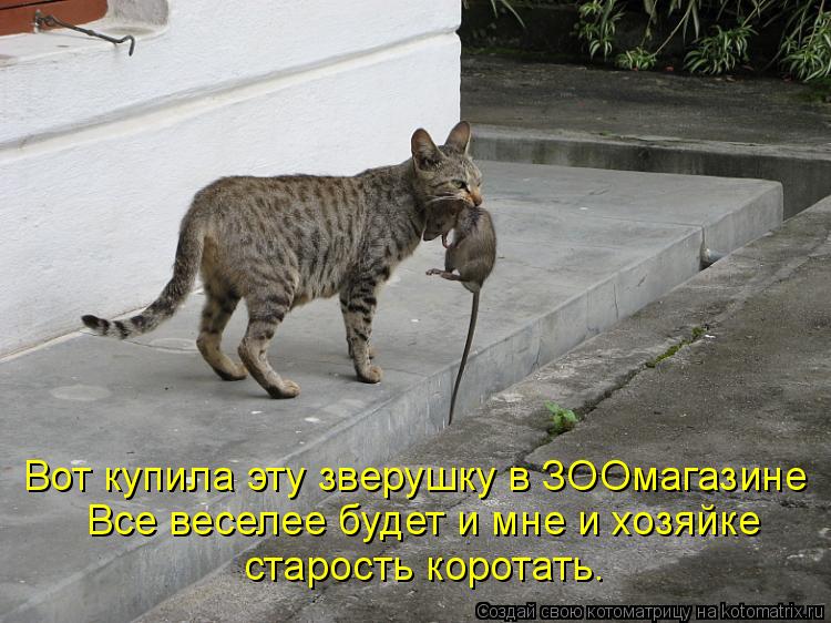 Котоматрица: Все веселее будет и мне и хозяйке Вот купила эту зверушку в ЗООмагазине старость коротать.