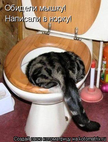 Котоматрица: Обидели мышку! Написали в норку!
