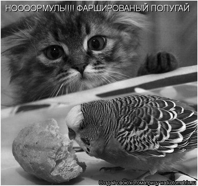 Котоматрица: НООООРМУЛЬ!!!! ФАРШИРОВАНЫЙ ПОПУГАЙ