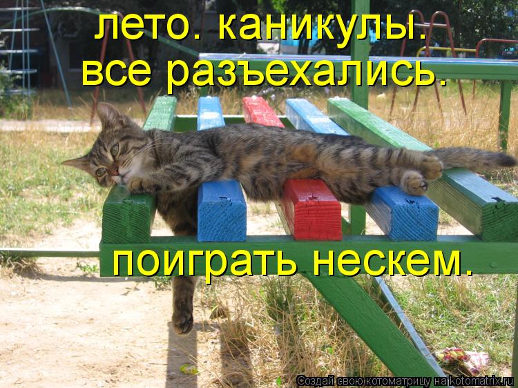 Котоматрица: лето. каникулы. все разъехались. поиграть нескем.