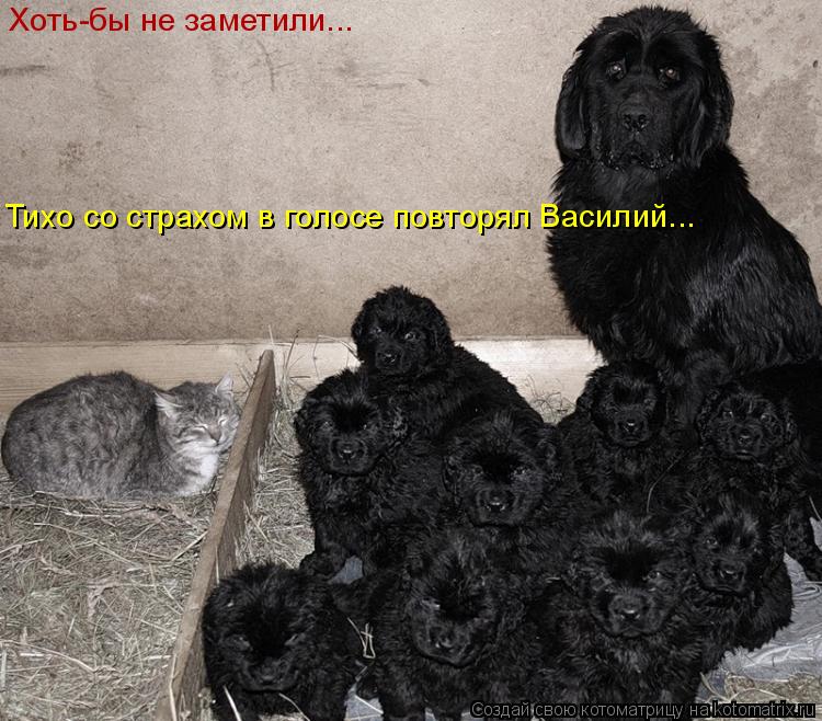 Котоматрица: Хоть-бы не заметили... Тихо со страхом в голосе повторял Василий...