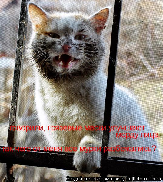 Котоматрица: говорили, грязевые маски улучшают морду лица. так чего от меня все мурки разбежались?