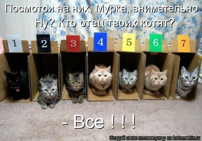 Посмотри на них, Мурка, внимательно Ну? Кто отец твоих котят? - Все ! ! !... Котоматрица: Посмотри на них, Мурка, внимательно Ну? Кто отец твоих котят? - Все ! ! !