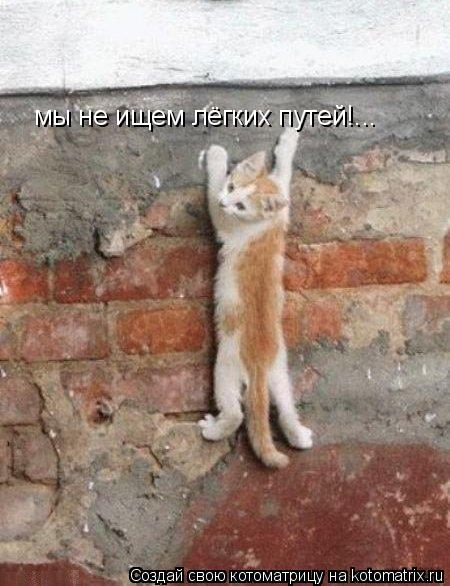 Котоматрица: мы не ищем лёгких путей!...