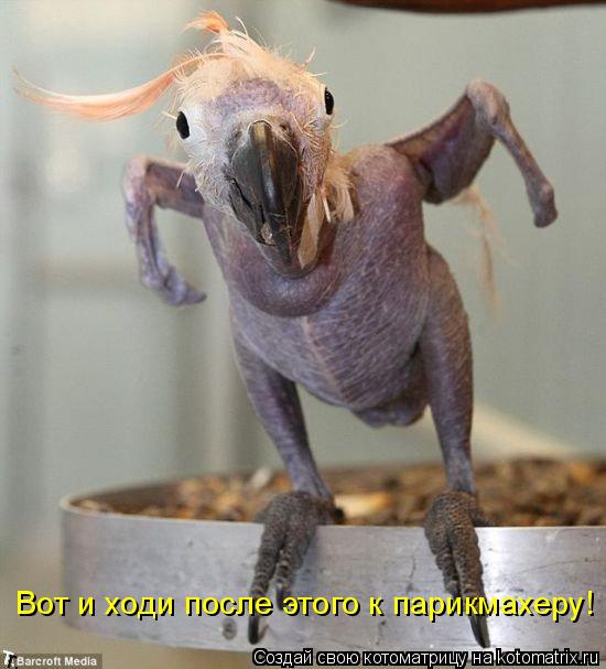 Котоматрица: Вот и ходи после этого к парикмахеру!