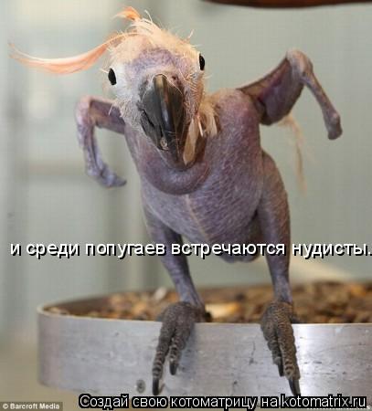 и среди попугаев встречаются нудисты...... Котоматрица: и среди попугаев встречаются нудисты...