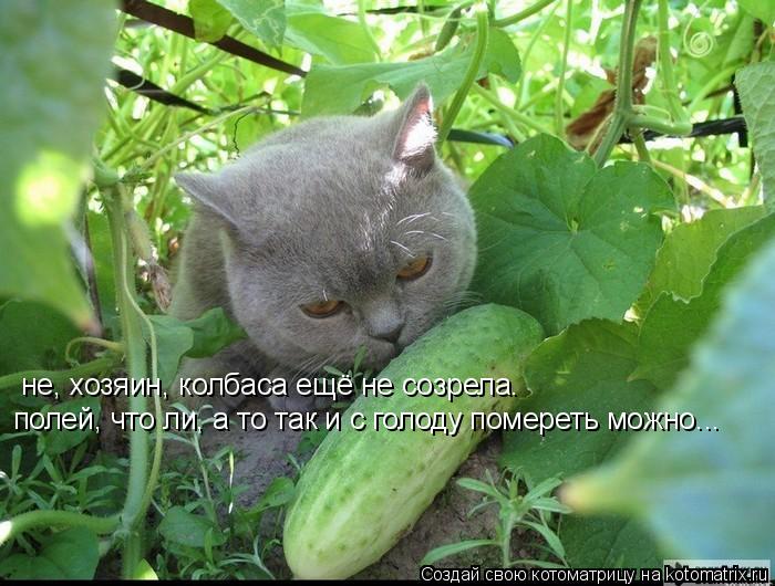 не, хозяин, колбаса ещё не созрела. полей, что ли, а то так и с голоду помереть можно...... Котоматрица: не, хозяин, колбаса ещё не созрела. полей, что ли, а то так и с голоду помереть можно...