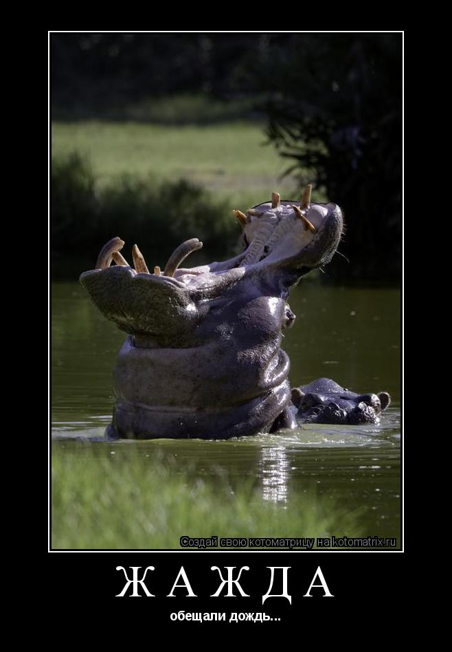 ЖАЖДА обещали дождь...... Котоматрица: ЖАЖДА обещали дождь...