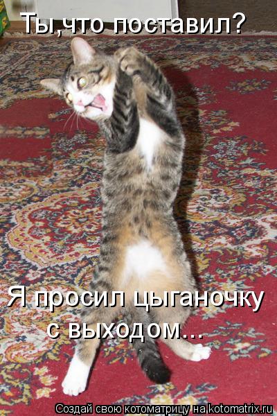 Котоматрица: Ты,что поставил? Я просил цыганочку  с выходом...