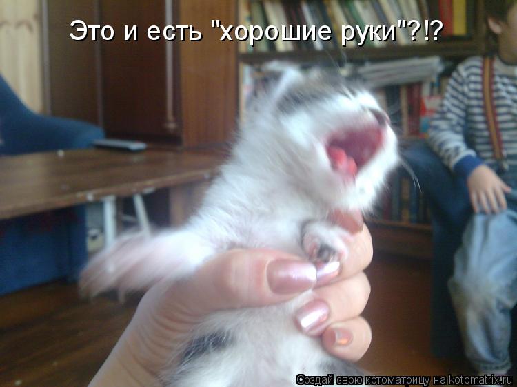 Это и есть "хорошие руки"?!?... Котоматрица: Это и есть "хорошие руки"?!?