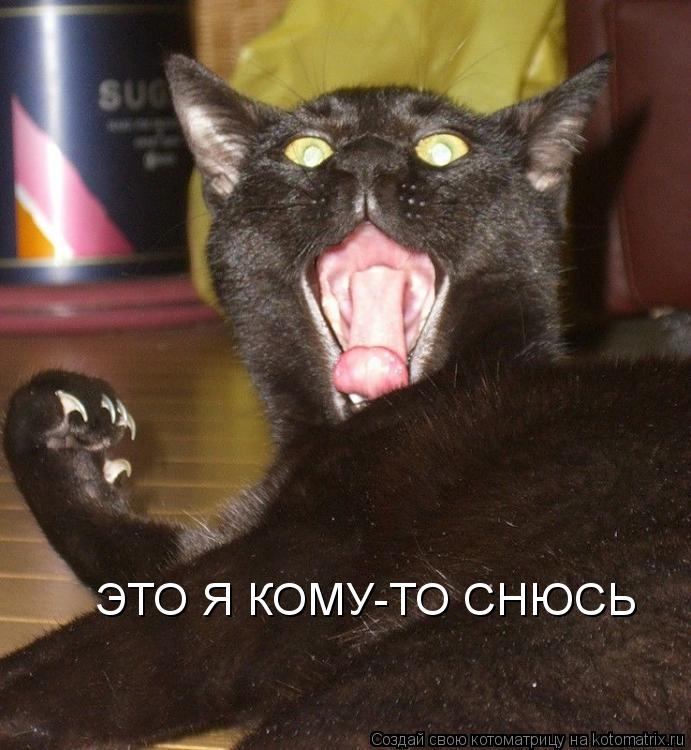 ЭТО Я КОМУ-ТО СНЮСЬ... Котоматрица: ЭТО Я КОМУ-ТО СНЮСЬ