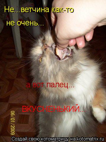 Не...ветчина как-то не очень... а вот палец... ВКУСНЕНЬКИЙ...... Котоматрица: Не...ветчина как-то не очень... а вот палец... ВКУСНЕНЬКИЙ...