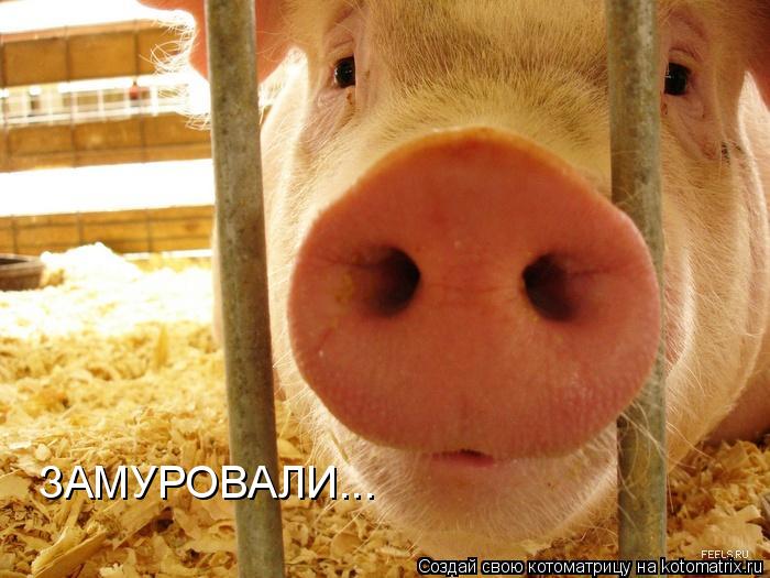 ЗАМУРОВАЛИ...... Котоматрица: ЗАМУРОВАЛИ...