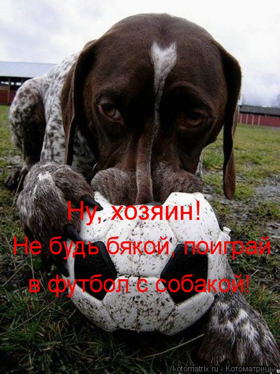 Ну, хозяин! Не будь бякой, поиграй в футбол с собакой!... Котоматрица: Ну, хозяин! Не будь бякой, поиграй в футбол с собакой!