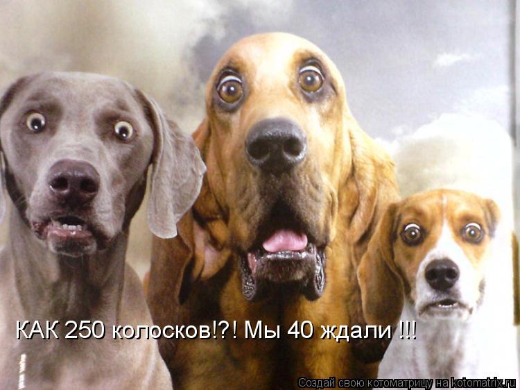 КАК 250 колосков!?! Мы 40 ждали !!!... Котоматрица: КАК 250 колосков!?! Мы 40 ждали !!!