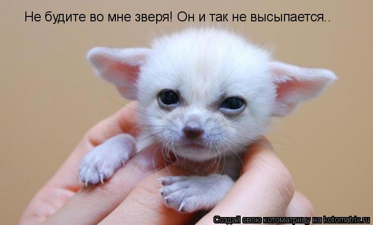 Не будите во мне зверя! Он и так не высыпается….... Котоматрица: Не будите во мне зверя! Он и так не высыпается….