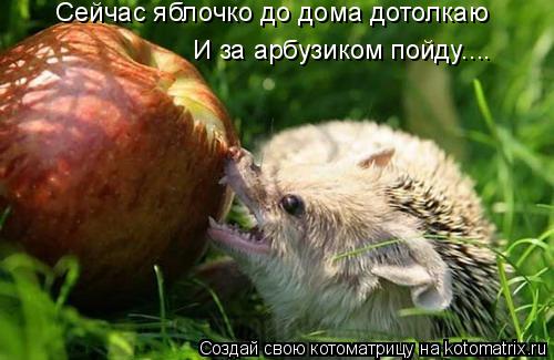 Котоматрица: Сейчас яблочко до дома дотолкаю  И за арбузиком пойду....