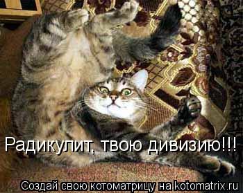 Радикулит, твою дивизию!!!... Котоматрица: Радикулит, твою дивизию!!!