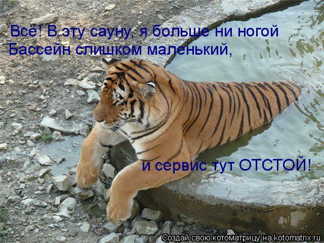 Всё! В эту сауну, я больше ни ногой Бассейн слишком маленький, и сервис тут ОТСТОЙ!... Котоматрица: Всё! В эту сауну, я больше ни ногой Бассейн слишком маленький, и сервис тут ОТСТОЙ!