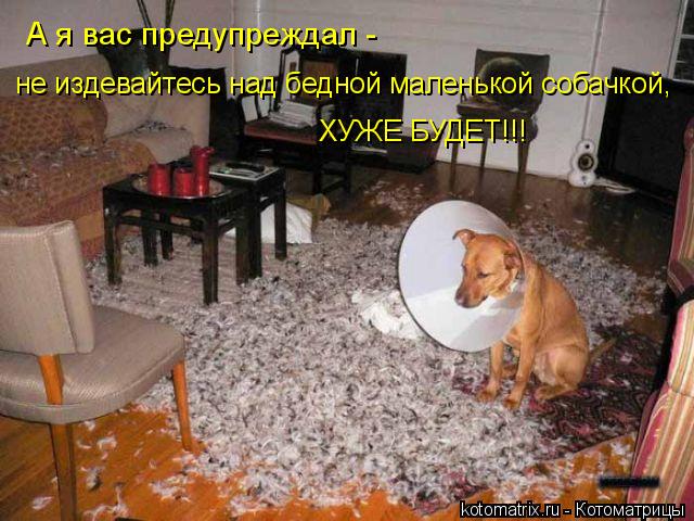 А я вас предупреждал - не издевайтесь над бедной маленькой собачкой, ХУЖЕ БУДЕТ!!!... Котоматрица: А я вас предупреждал - не издевайтесь над бедной маленькой собачкой, ХУЖЕ БУДЕТ!!!