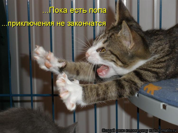 ...приключения не закончатся ...Пока есть попа... Котоматрица: ...приключения не закончатся ...Пока есть попа