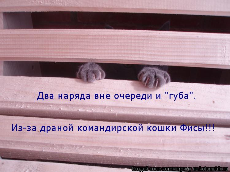 Два наряда вне очереди и "губа". Из-за драной командирской кошки Фисы!!!... Котоматрица: Два наряда вне очереди и "губа". Из-за драной командирской кошки Фисы!!!