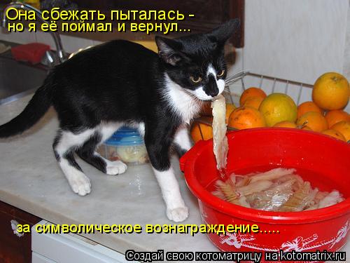 Она сбежать пыталась - но я её поймал и вернул... за символическое вознаграждение........ Котоматрица: Она сбежать пыталась - но я её поймал и вернул... за символическое вознаграждение.....