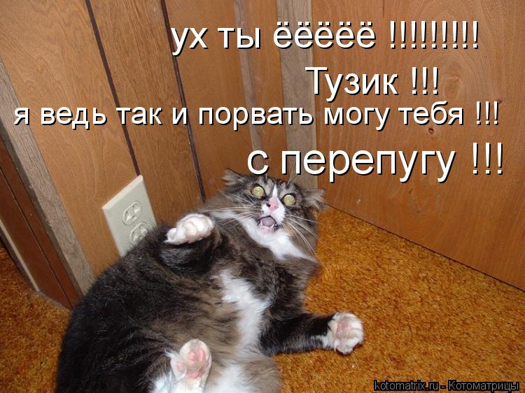 ух ты ёёёёё !!!!!!!!! Тузик !!! я ведь так и порвать могу тебя !!! с перепугу !!!... Котоматрица: ух ты ёёёёё !!!!!!!!! Тузик !!! я ведь так и порвать могу тебя !!! с перепугу !!!