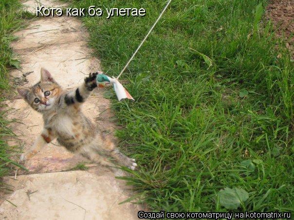 Котэ как бэ улетае... Котоматрица: Котэ как бэ улетае
