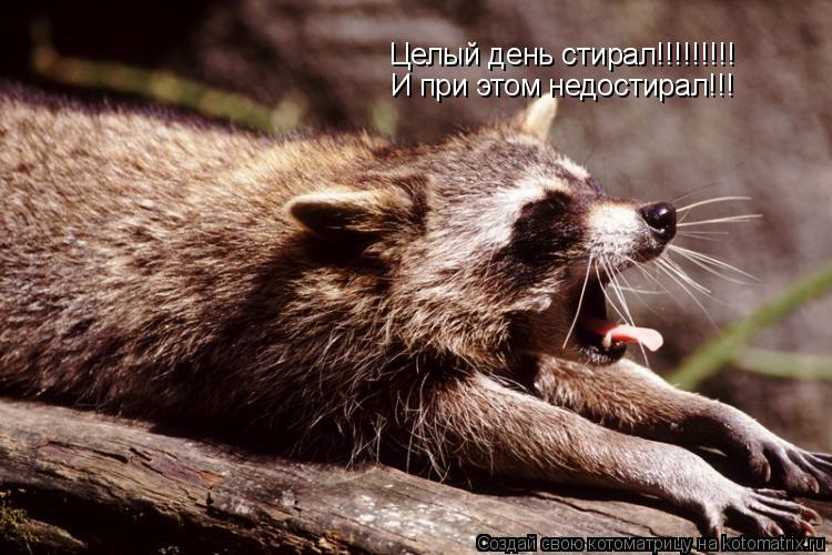 Целый день стирал!!!!!!!!! И при этом недостирал!!!... Котоматрица: Целый день стирал!!!!!!!!! И при этом недостирал!!!