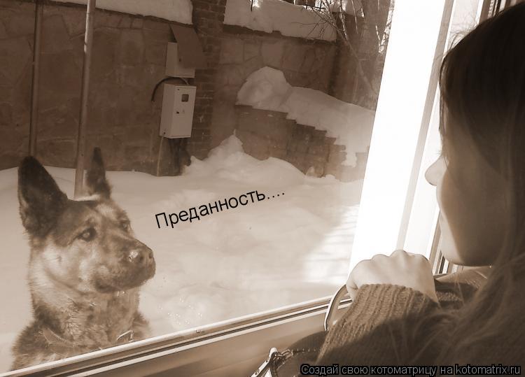Преданность....... Котоматрица: Преданность....