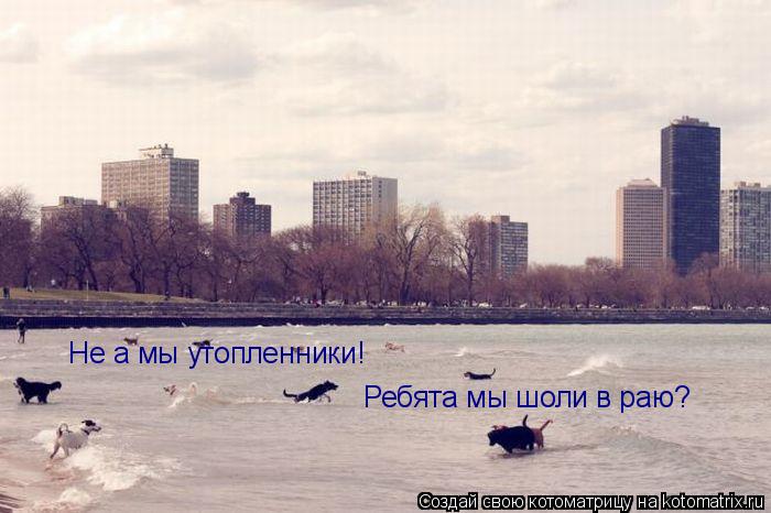 Ребята мы шоли в раю? Не а мы утопленники!... Котоматрица: Ребята мы шоли в раю? Не а мы утопленники!