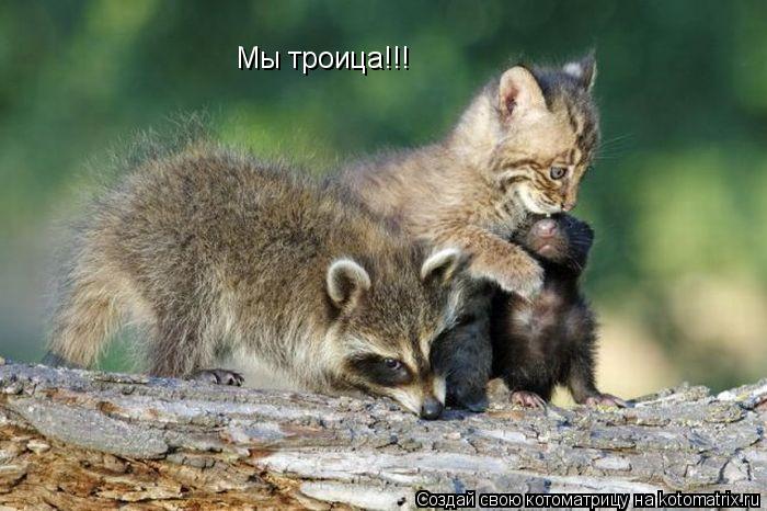 Мы троица!!!... Котоматрица: Мы троица!!!