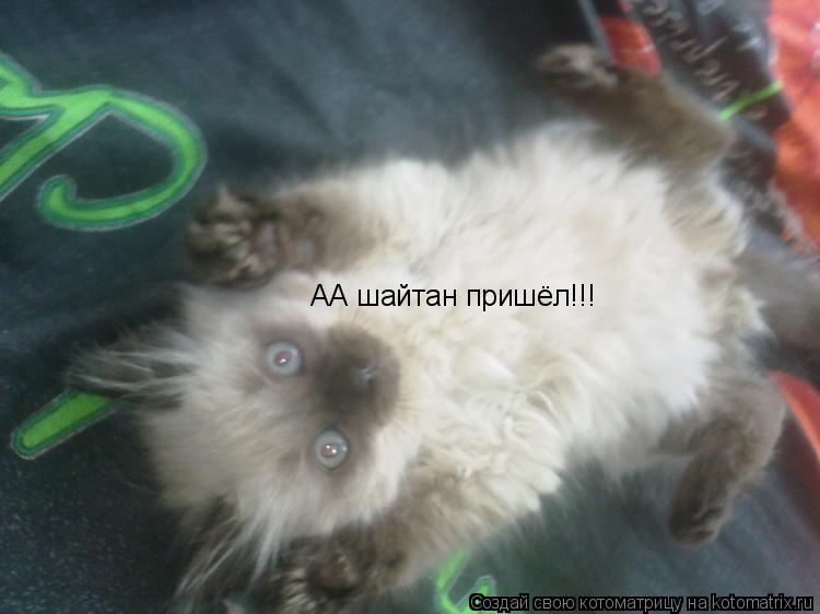 АА шайтан пришёл!!!... Котоматрица: АА шайтан пришёл!!!
