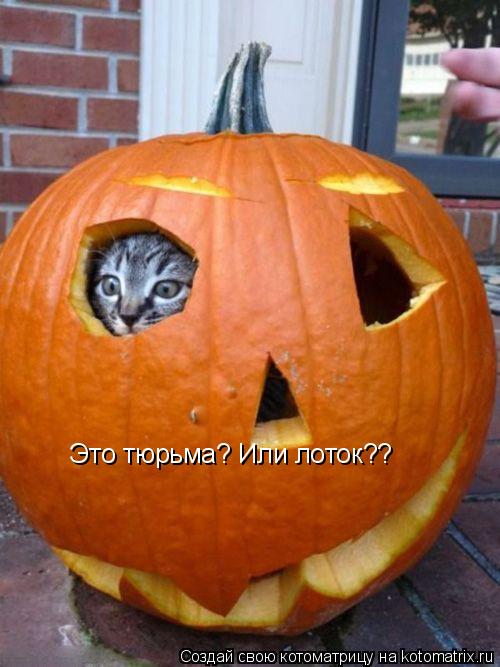 Это тюрьма? Или лоток??... Котоматрица: Это тюрьма? Или лоток??