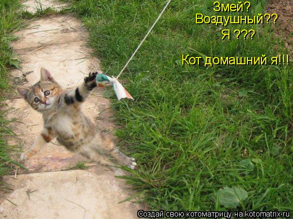 Змей? Воздушный?? Я ??? Кот домашний я!!!... Котоматрица: Змей? Воздушный?? Я ??? Кот домашний я!!!