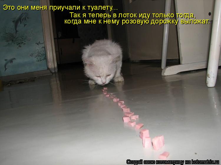 Это они меня приучали к туалету... Так я теперь в лоток иду только тогда, когда мне к нему розовую д... Котоматрица: Это они меня приучали к туалету... Так я теперь в лоток иду только тогда, когда мне к нему розовую дорожку выложат.