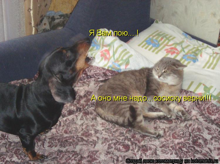 Я Вам пою....! А оно мне надо...сосиску верни!!!... Котоматрица: Я Вам пою....! А оно мне надо...сосиску верни!!!
