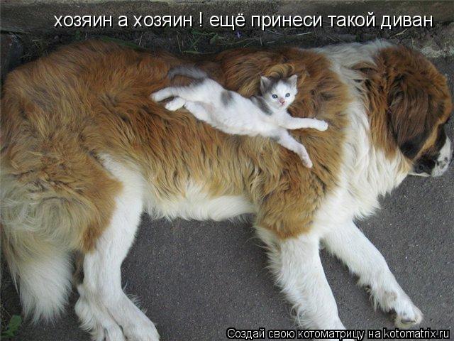 хозяин а хозяин ! ещё принеси такой диван... Котоматрица: хозяин а хозяин ! ещё принеси такой диван