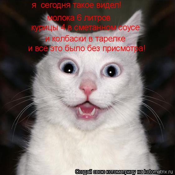 я сегодня такое видел! молока 6 литров курицы 4 в сметанном соусе и колбаски в тарелке и все это был... Котоматрица: я сегодня такое видел! молока 6 литров курицы 4 в сметанном соусе и колбаски в тарелке и все это было без присмотра!