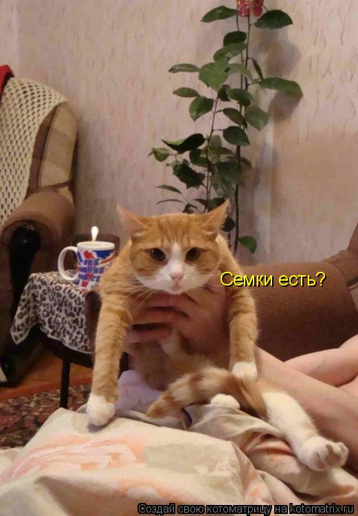 Семки есть?... Котоматрица: Семки есть?