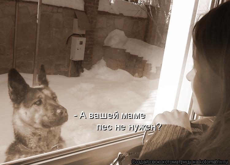 - А вашей маме пес не нужен?... Котоматрица: - А вашей маме пес не нужен?